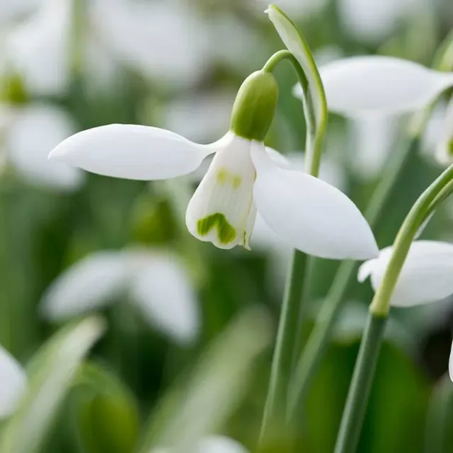 World Botanics Galanthus elwesii sneeuwklokjes bollen 10 wit
