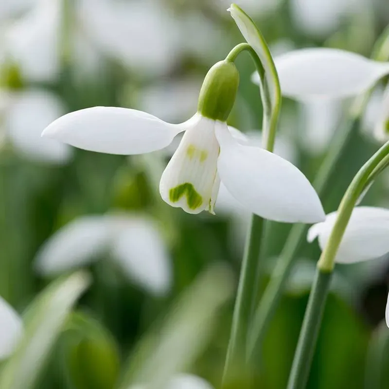World Botanics Galanthus elwesii sneeuwklokjes bollen 10 wit