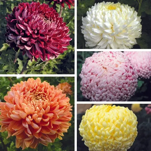 World Botanics Chrysanthemum Dartmoor Collectie 5 planten