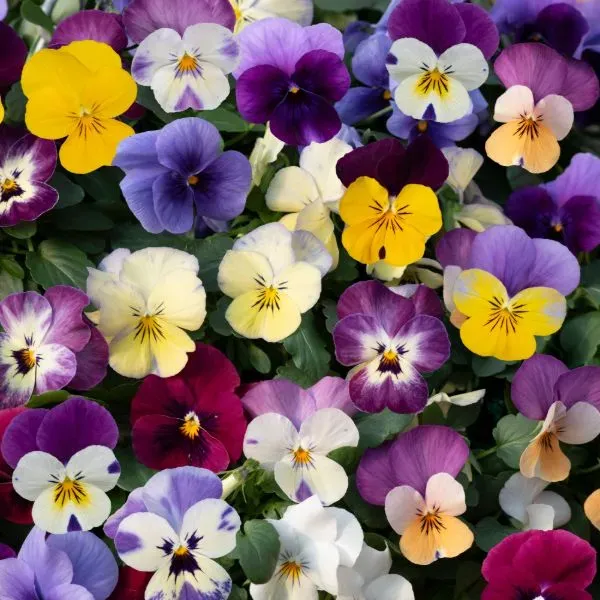 World Botanics Viola Teardrops Mix viooltjes 15 planten hangend