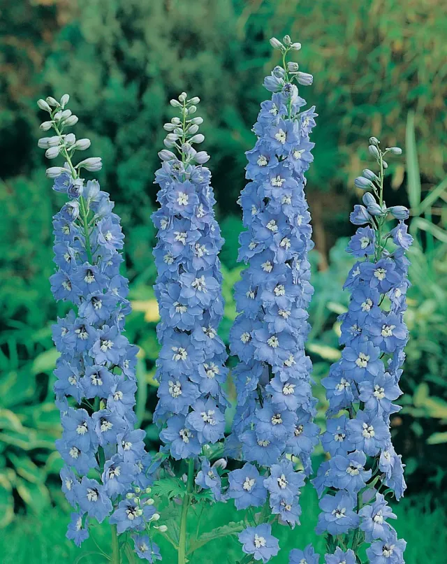 World Botanics Delphinium Summer Skies bloemzaden blauw mix vast