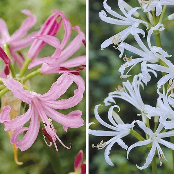 World Botanics Nerine Collection bloembollen 20 stuks