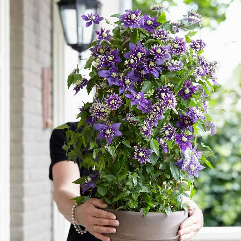 World Botanics Taiga clematis klimplant 9 cm pot