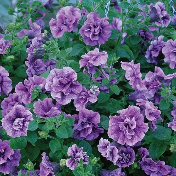 World Botanics Tumbelina Collection petunia 5 jonge planten gevuld