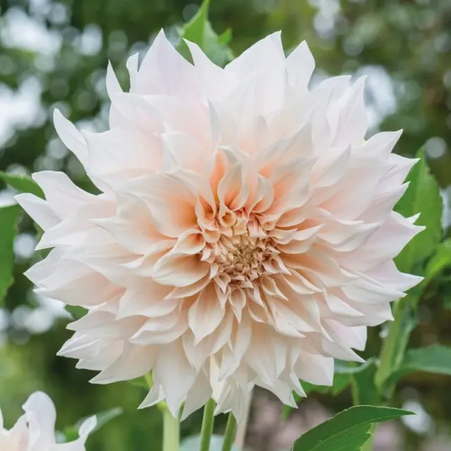 World Botanics Café au Lait dahlia knol crème 1 stuk