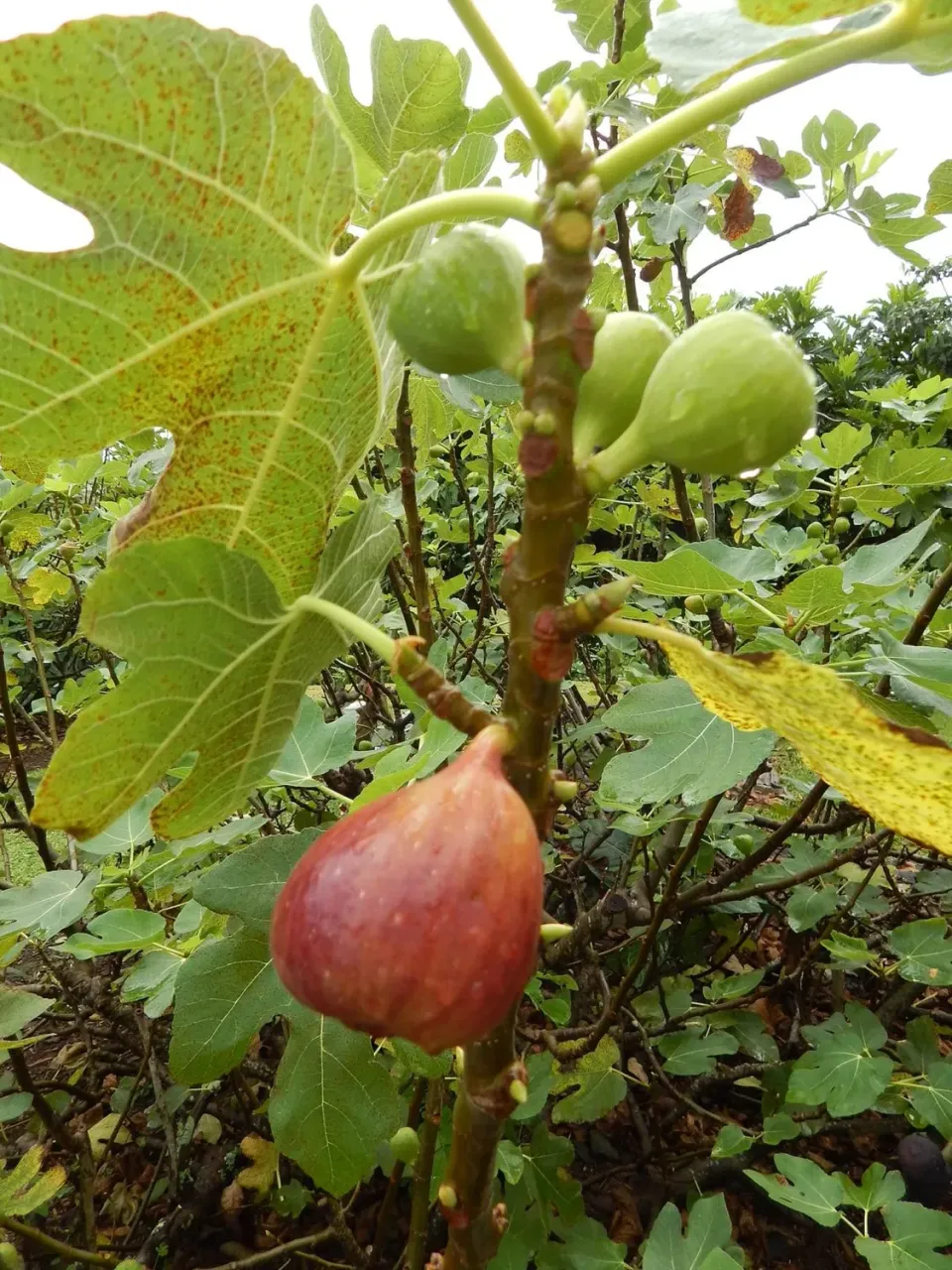 MergenMetz Vijg Mohammed El Kadi Ficus carica stekplant