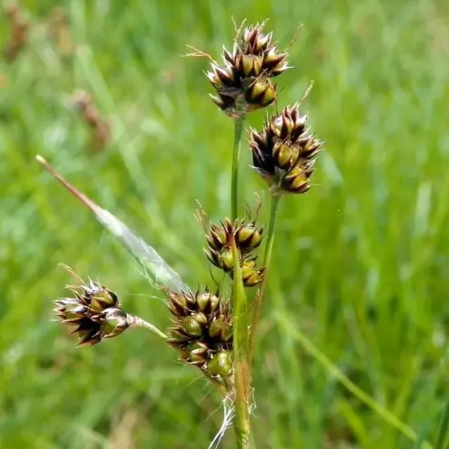 MediGran Luzula campestris zaden gewone veldbies