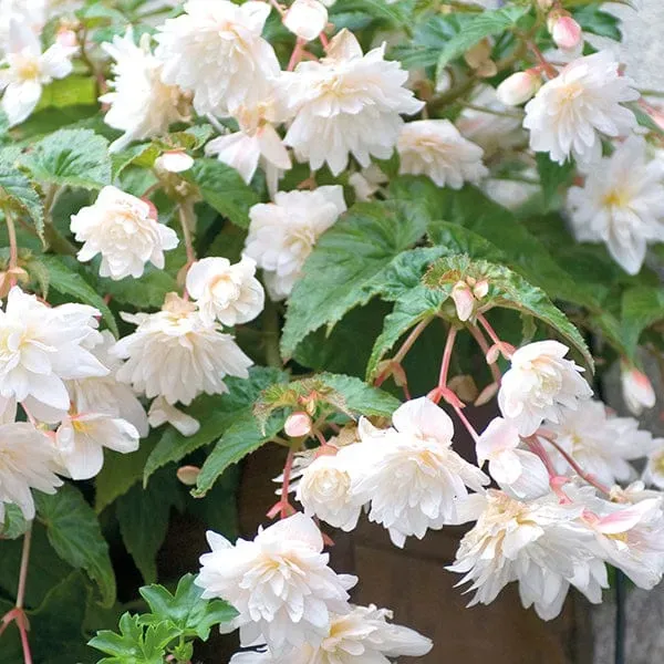 World Botanics Begonia Illumination White F1 15 planten