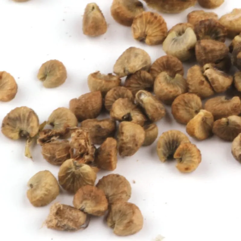 De Tuinen van MergenMetz Krulmalva Malva Crispa zaden 30 stuks