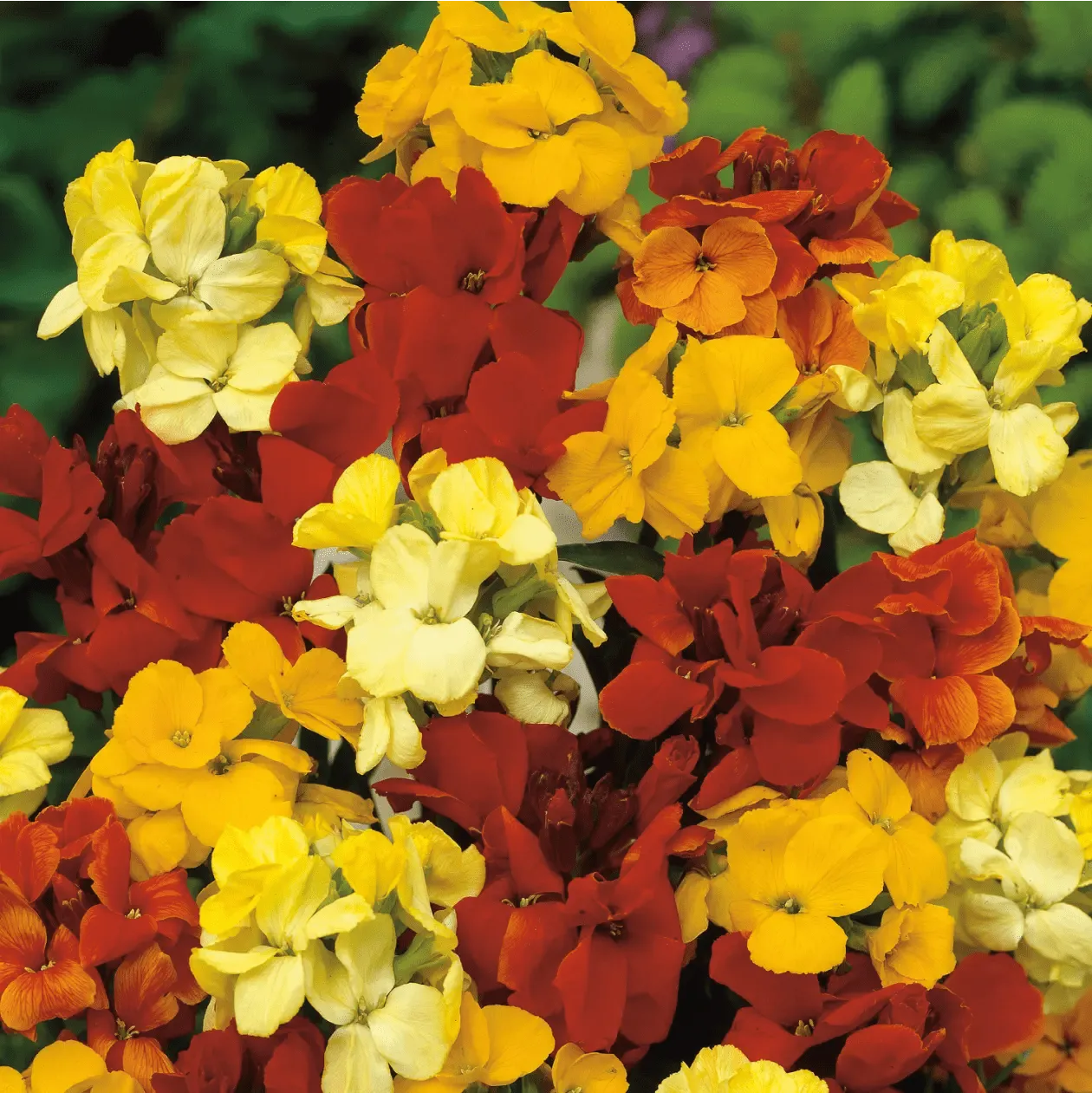 World Botanics Tom Thumb Mixed muurbloem zaden gemengd compact