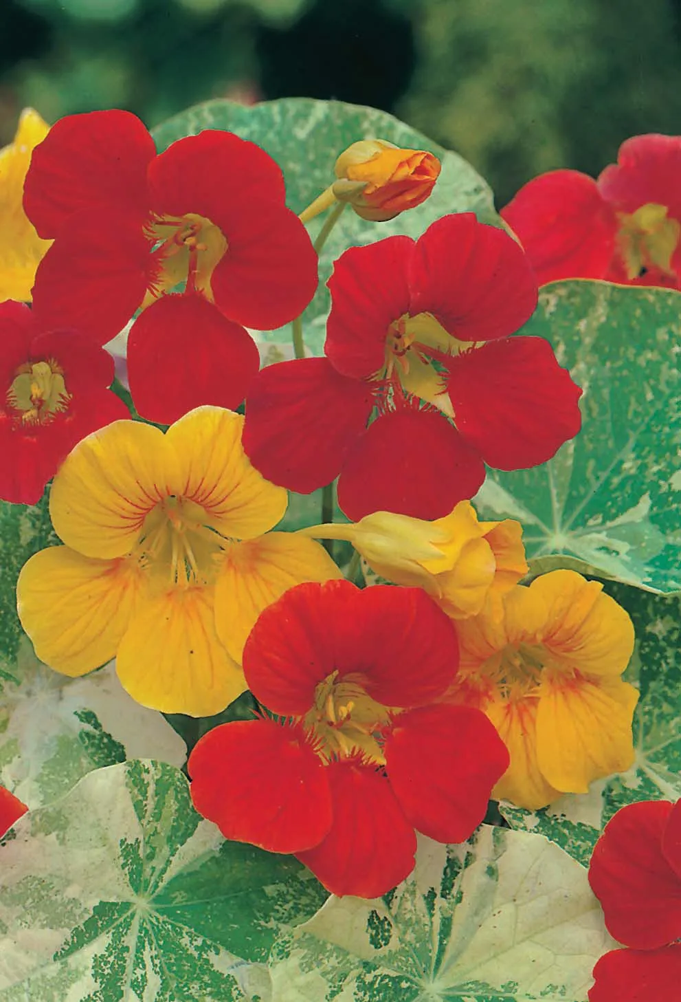 World Botanics Nasturtium Alaska Mixed oost-indische kers zaden