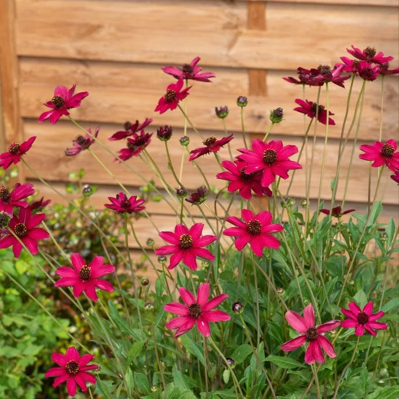 World Botanics Cherry Chocolate cosmos 3 jonge planten