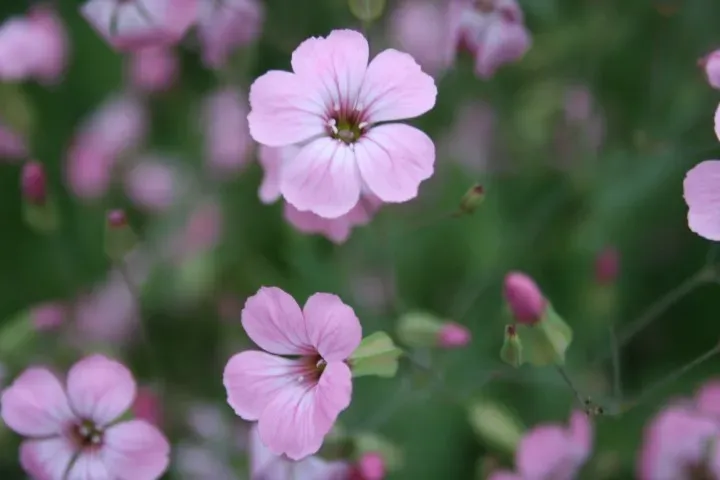 Vitale Rassen Koekruid Mix bloemzaden wit-roze