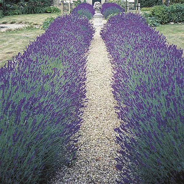 World Botanics Lavendel Hidcote potplant 1x 9cm winterhard