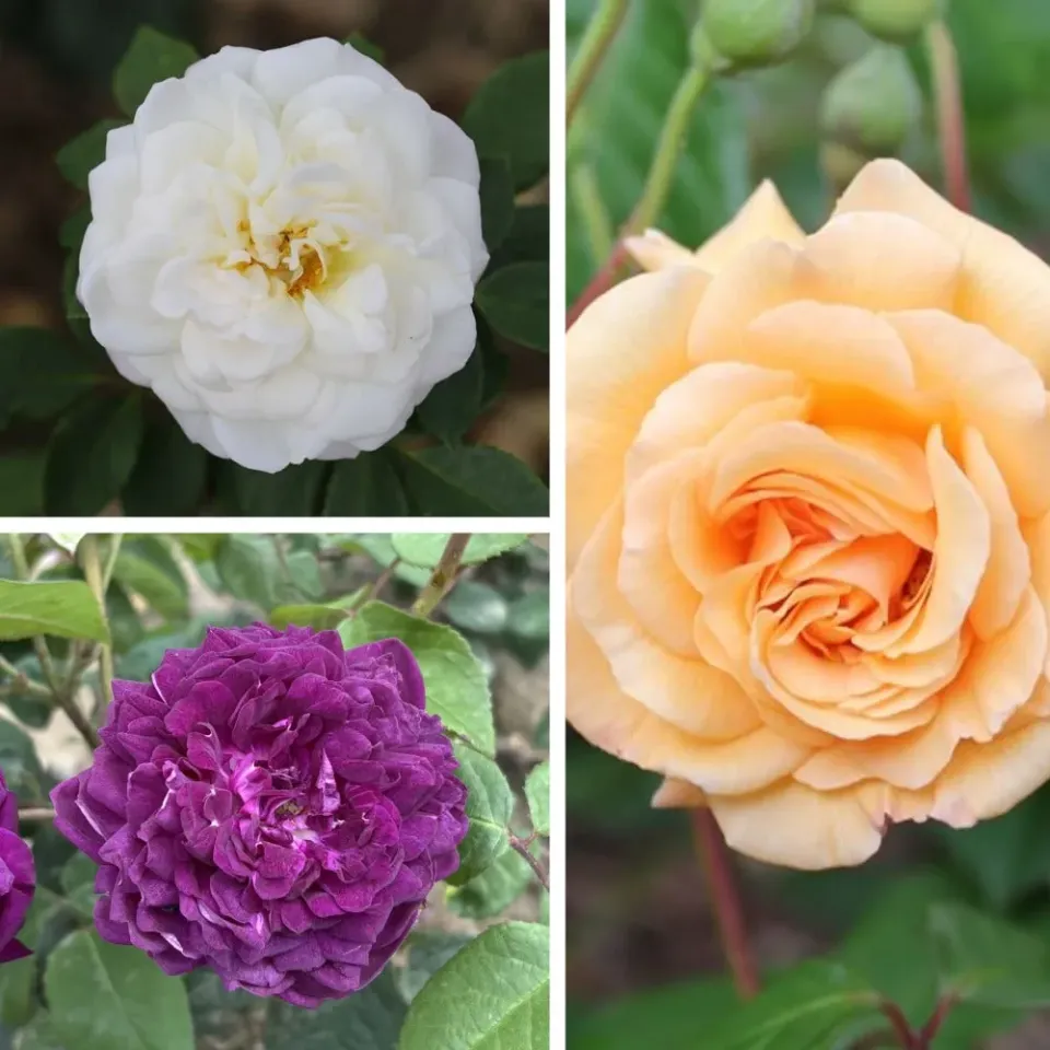 World Botanics Shrub Rose Trio kale wortel rozen geurend