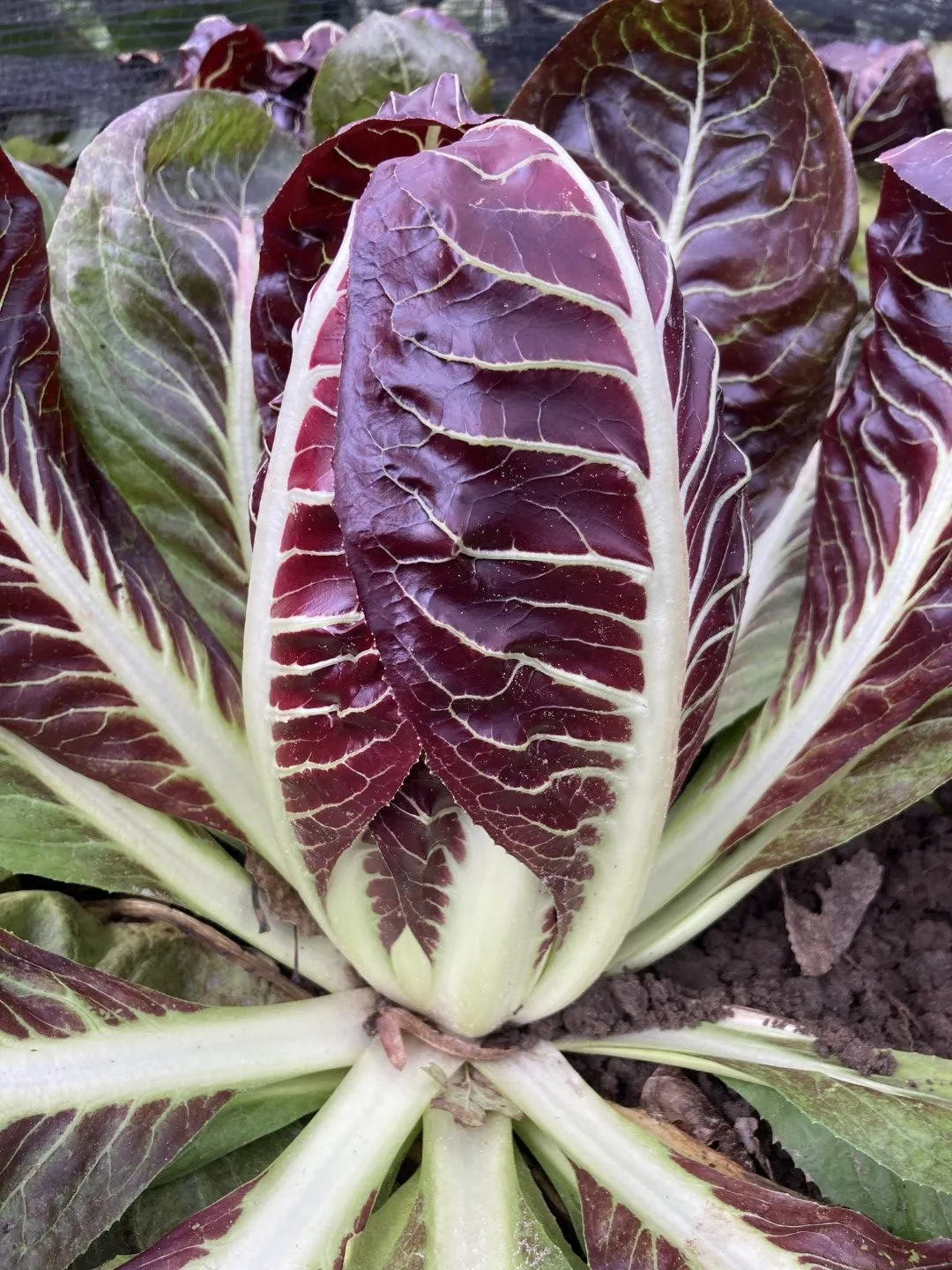 Vitale Rassen Radicchio Treviso groentezaden onbespoten