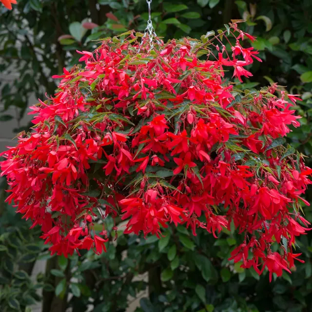 World Botanics Starshine Bronze Red begonia jonge planten 5 stuks rood