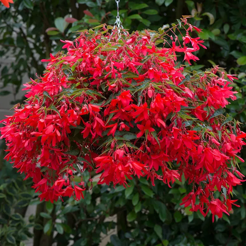 World Botanics Starshine Bronze Red begonia jonge planten 5 stuks rood