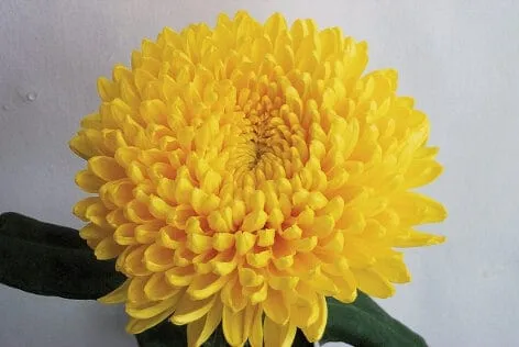 World Botanics Prelude chrysanten jonge planten 5 stuks snijbloem