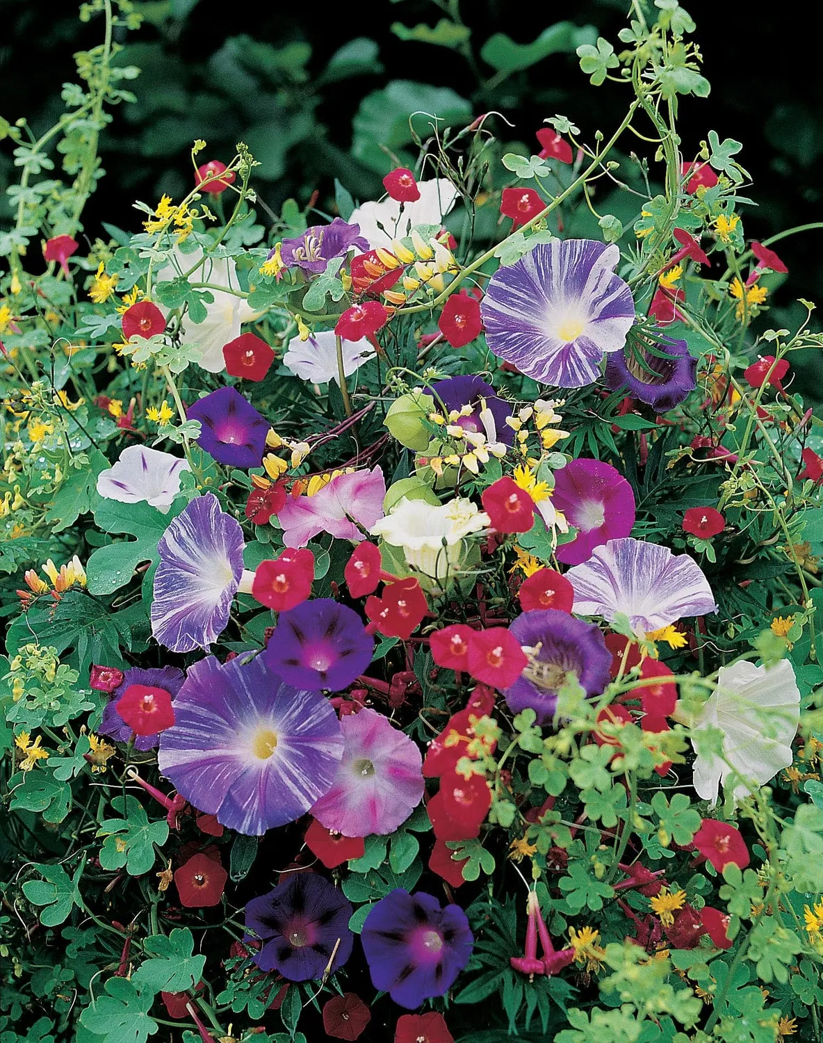 Johnsons Mixed Climbing Annuals klimbloemen zaden mix