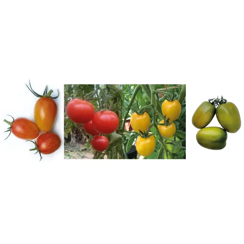 Vitale Rassen Cocktailtomaten mix tomatenzaden gemengd