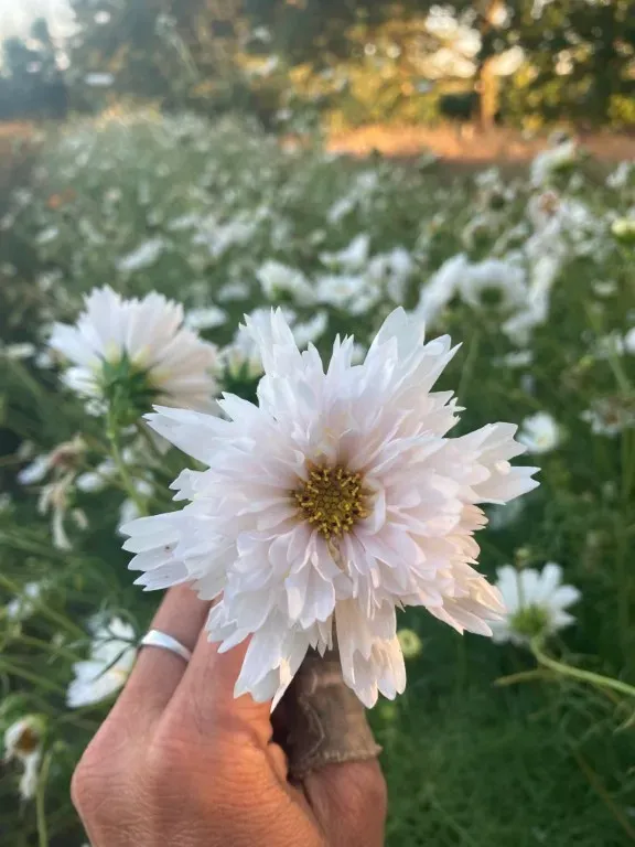 Vitale Rassen Snow Puff cosmos zaden witte bloem