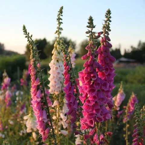 Vitale Rassen vingerhoedskruid bloemzaden onbespoten bijenplant