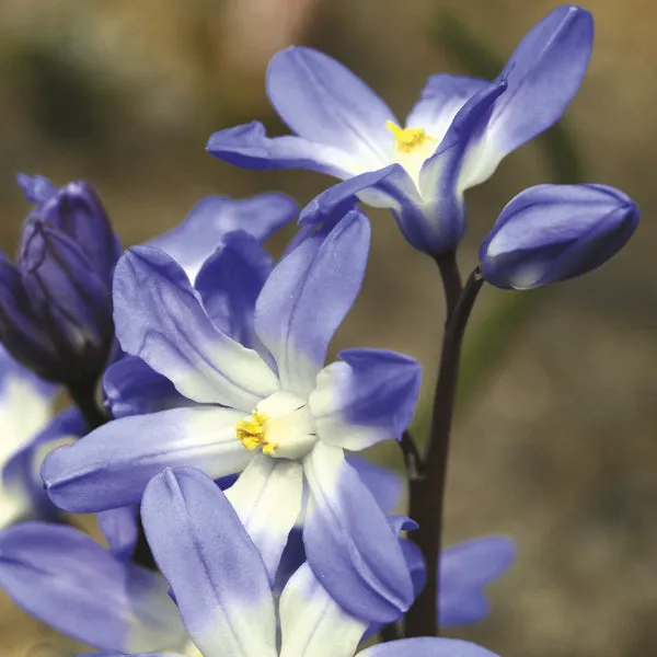 World Botanics Chionodoxa luciliae bloembollen 40 stuks blauw