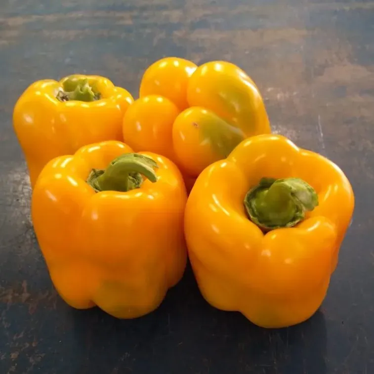 Vitale Rassen Buiten-Paprika Martha zaden geel
