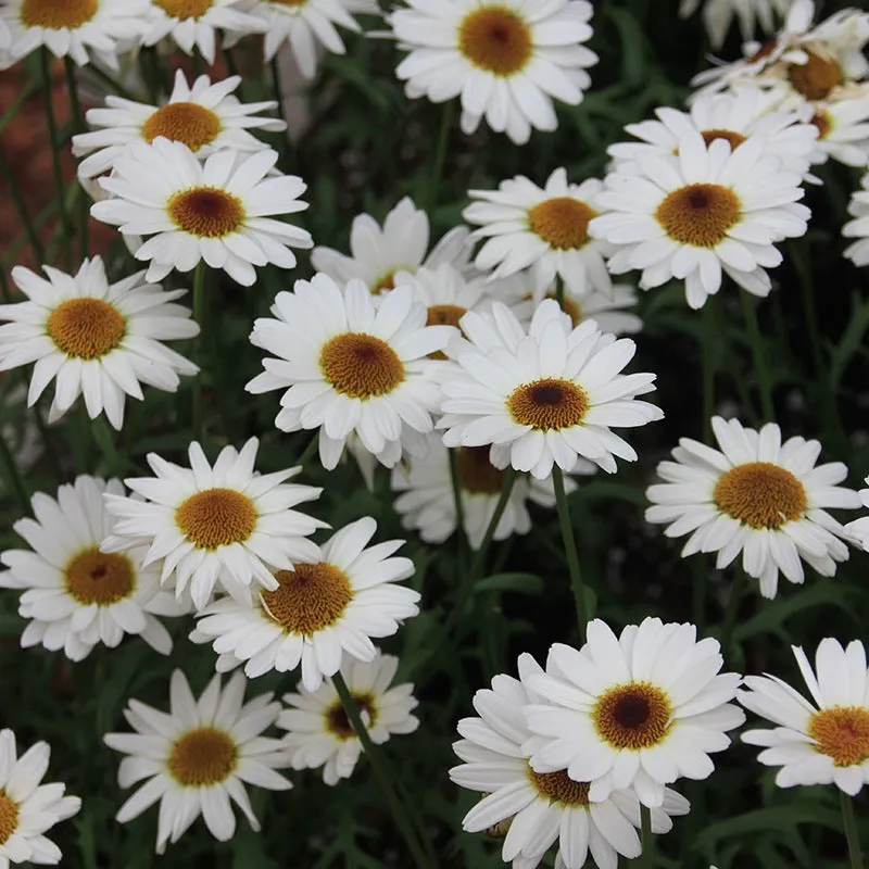 World Botanics Argyranthemum Grandaisy Collection zomerbloeier 15 stuks
