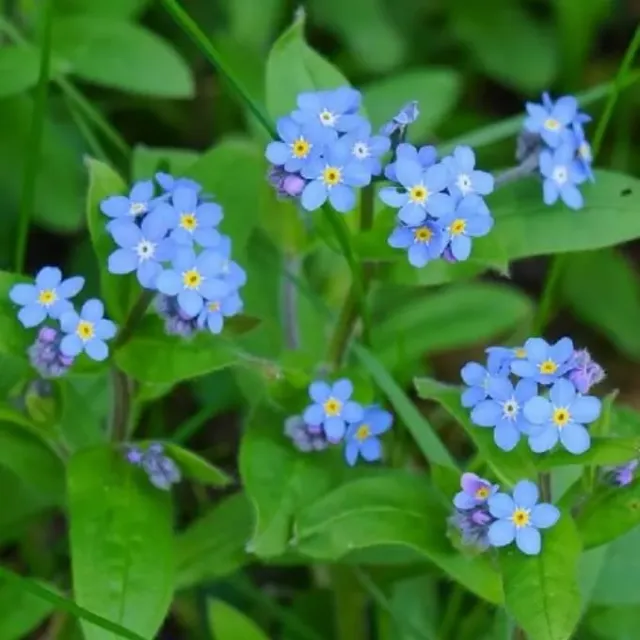 MediGran Myosotis sylvatica bosvergeet-mij-nietje zaden onbespoten