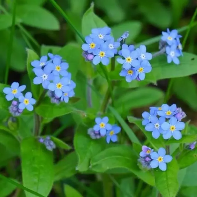 MediGran Myosotis sylvatica bosvergeet-mij-nietje zaden onbespoten