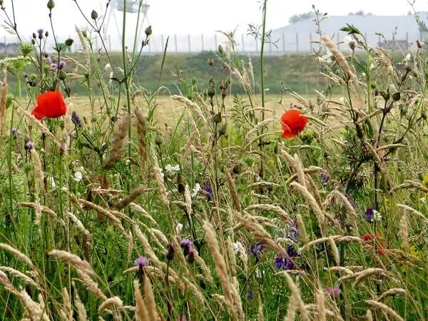 MediGran Graanakkerflora GA-7 bloemenzaden inheems eenjarig