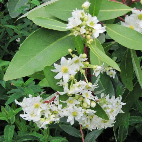 De Tuinen van MergenMetz Foye Chileense peperboom plant winterhard
