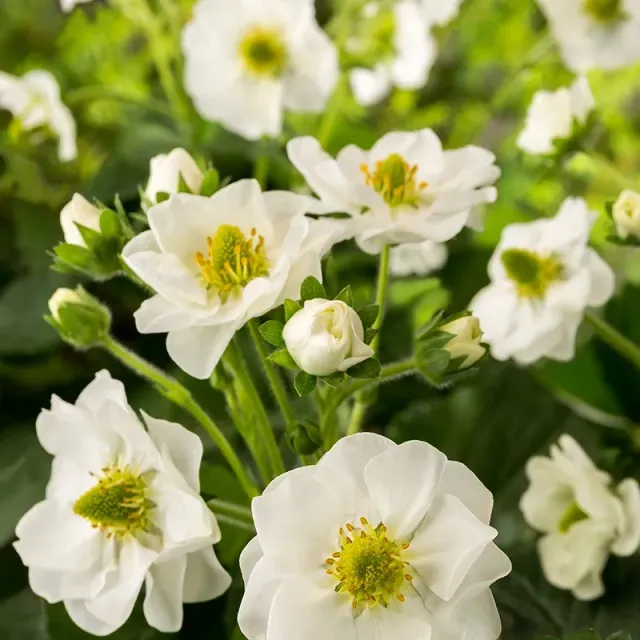World Botanics Summer Breeze Snow aardbei planten wit roze 10 st