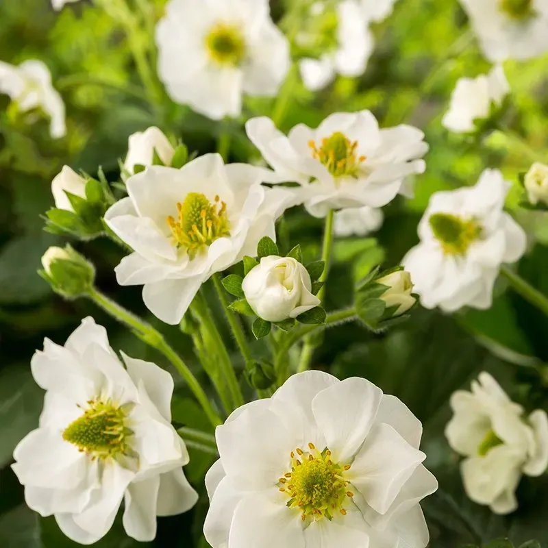 World Botanics Summer Breeze Snow aardbei planten wit roze 10 st