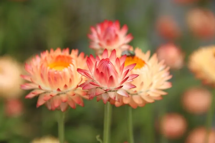 Vitale Rassen Apricot Peach strobloem zaden droogbloem