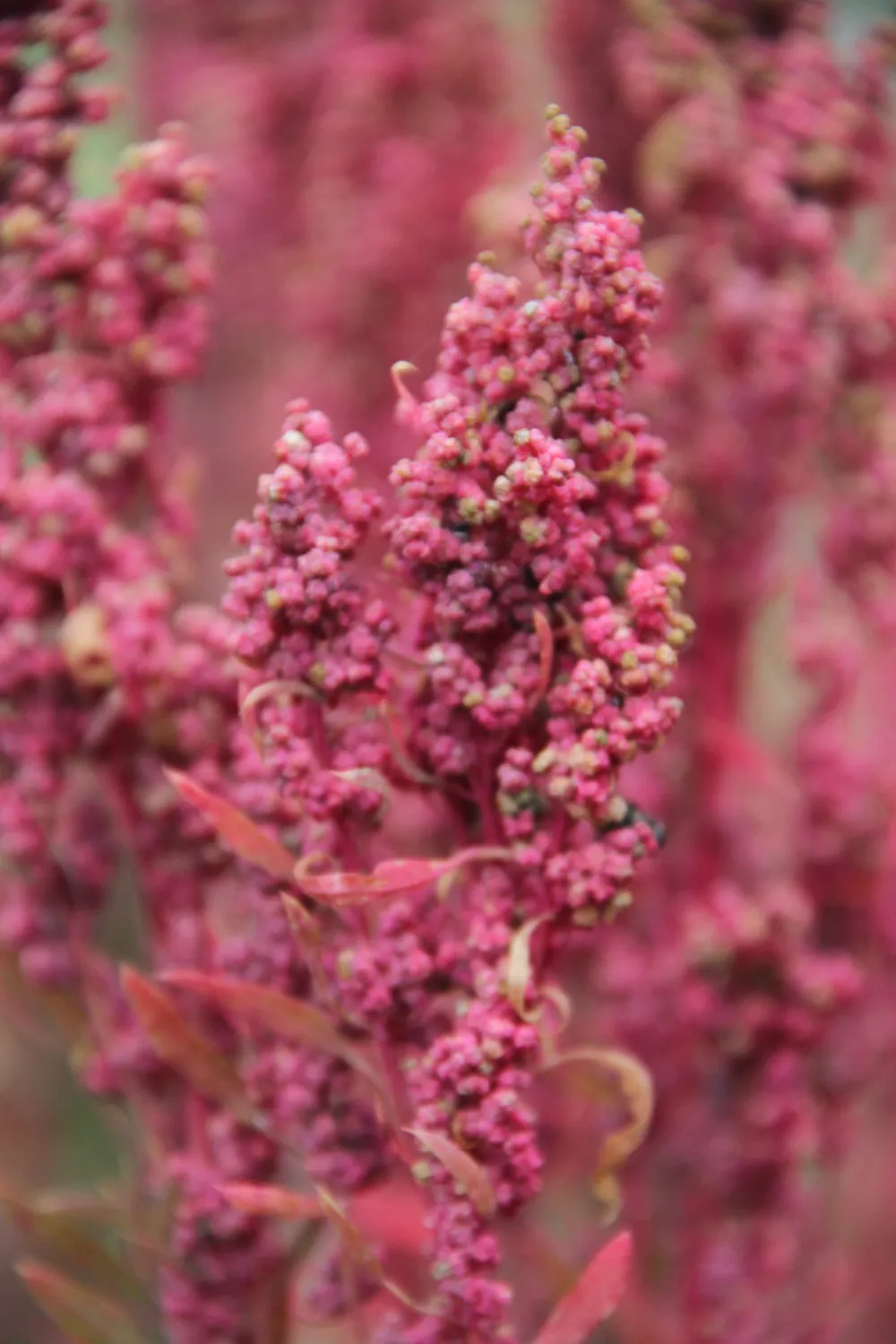 Vitale Rassen Bloemenmix Vogelzadenmix zaden onbespoten