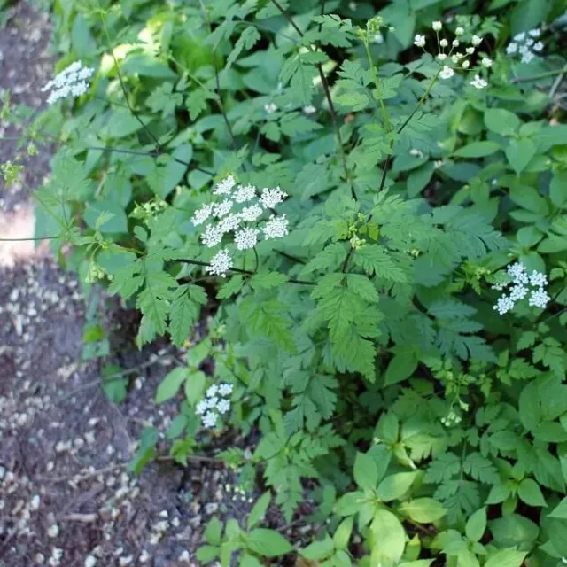 MediGran Dolle kervel Chaerophyllum temulum zaden