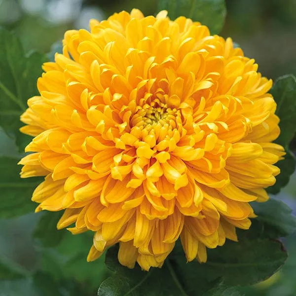 World Botanics Astro Collection chrysanten planten 15 stuks mix