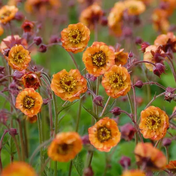 World Botanics Geum Alabama Slammer potplant 9 cm winterhard