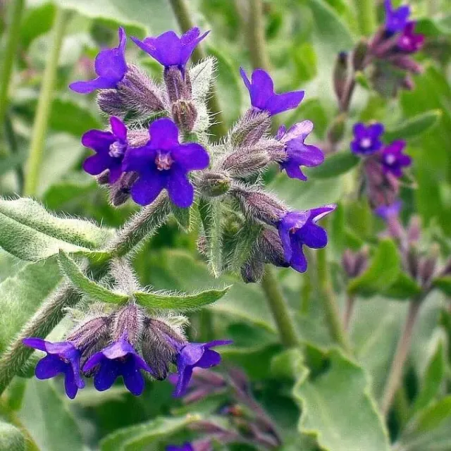 MediGran Anchusa officinalis zaden gewone ossentong