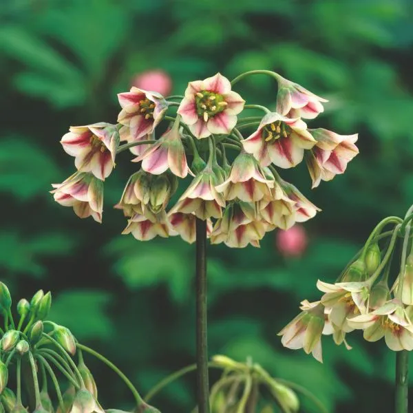 World Botanics Siculum Nectaroscordum sierui bloembollen 20 stuks