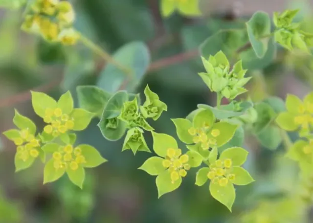 Vitale Rassen Doorwas zaden snijbloem groen