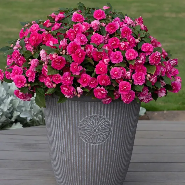 World Botanics Impatiens Glimmer Hot Pink jonge planten 5 st roze
