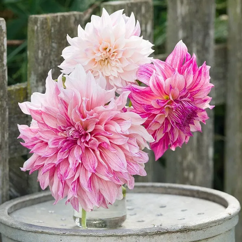 World Botanics Dahlia Cafe au Lait Royal knol crème-roze 1 stuk