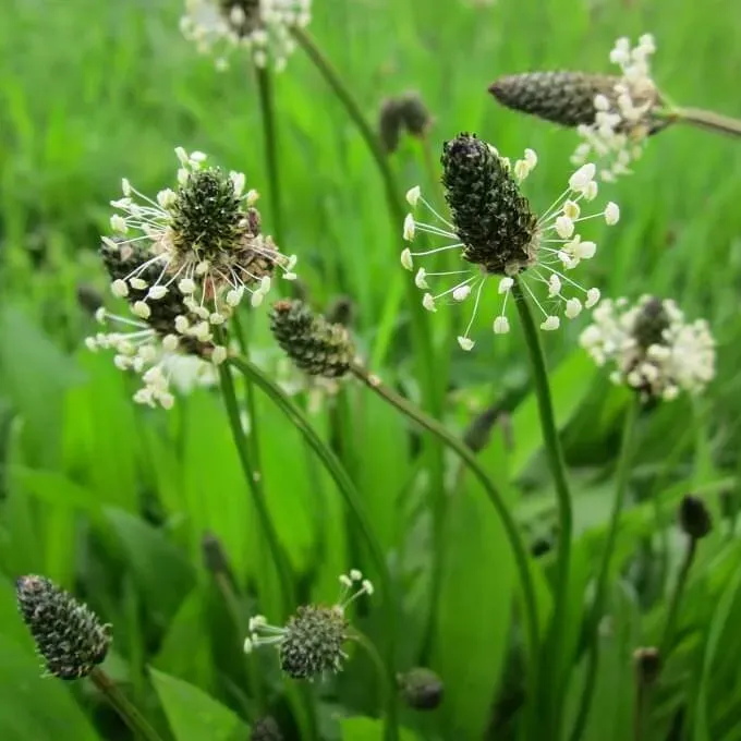 MediGran Plantago lanceolata zaden smalle weegbree kruid