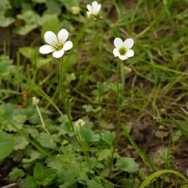 MediGran Saxifraga granulata knolsteenbreek zaden onbespoten