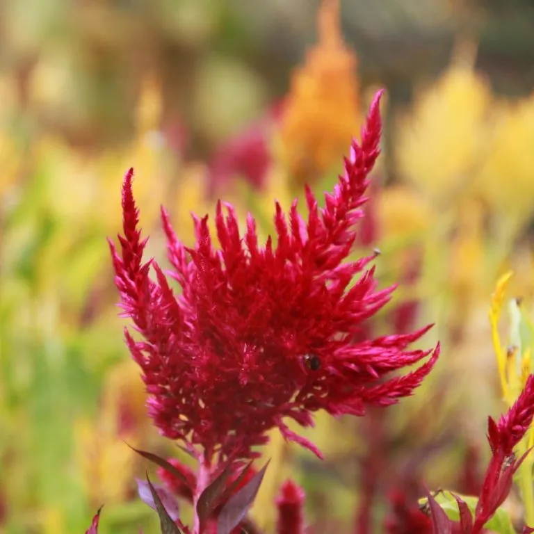 Vitale Rassen Pampas Plume celosia zaden onbespoten