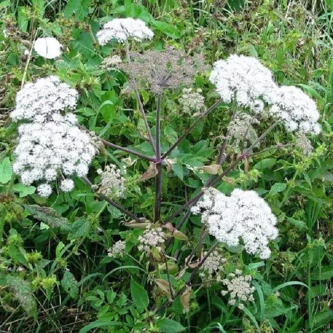 MediGran Angelica sylvestris Gewone engelwortel zaden hoog
